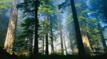 Hutan lestari (Dok Bisniscom)
