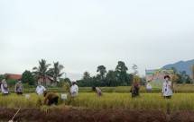 Tekan Impor, Produksi Pangan Dalam Negeri Penuhi Kebutuhan Nasional