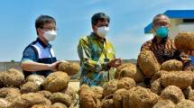 Kemenperin Dorong Porang Jadi Bahan Baku Kertas Berharga dan Sigaret