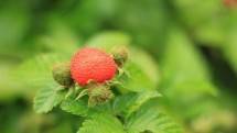 Tumbuh Liar di Kawasan Pegunungan! Ini Fakta Tersembunyi dari Berry Kerben Manis, Buah Lokal Asli Indonesia yang Terlupakan