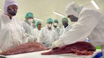 Ekspor produk tuna sashimi