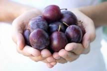 Ini Alasan Mengapa Buah Plum Sangat Membantu dalam Menurunkan Berat Badan