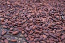 Program BEDAKAN, Cara Menparekraf Tingkatkan Nilai Tambah Komoditas Cokelat Ekasari Jembrana Bali