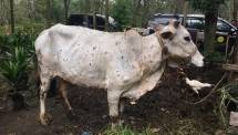 Kementan Siapkan Sumberdaya Tangani Lumpy Skin Disease pada Sapi di Riau