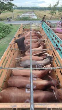 Mobilisasi Sapi Hidup, ID FOOD Jaga Stabilitas Harga Daging Jelang HBKN Puasa dan Idul Fitri 