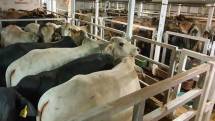 2000 Sapi Hidup Tiba untuk Penggemukan Memenuhi kebutuhan HBKN 2022