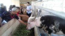 Kerbau Belang Asal Toraja, Siap Dikembangbiakkan di Kawasan Inagro