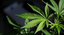 Ada Penelitian Baru Manfaat Ganja, Komisi III: UU Narkotika Mendesak Direvisi Demi Kepentingan Medis