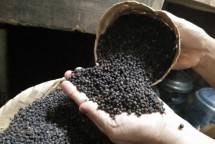 Lada hitam Lampung (Ant)