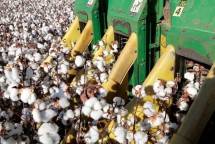 Cotton Brazil Rangkul Industri Tekstil Indonesia, Dukung Pasokan Bahan Baku yang Berkelanjutan