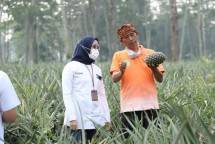 Petani Nanas