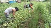 Babinsa Koramil 1710-07 Mapurujaya Dampingi Petani Timika