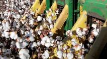 Suplai 155 Ribu Ton Kapas ke Indonesia, ABRAPA Jalin Kerja Sama yang Berfokus pada Kualitas dan Keberlanjutan