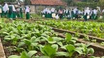 SMP Islam Alsyukro Universal Gulirkan Urban Farming