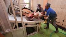 Petugas Rumah Pemotongan Hewan (RPH) menyembelih sapi