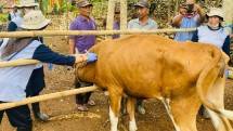 Penyuntikan ke hewan agar terhindar dari penyakit antraks