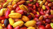 Hasil Produksi Cokelat PTPN XII Tembus Pasar Asia Hingga Eropa