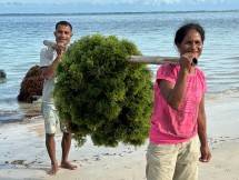 Platform Agree Milik Telkom Dukung Optimalkan Hasil Panen Budi Daya Rumput Laut di NTT