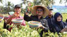 Mentan dan Petani panen cabai