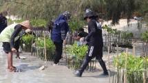 BRI tanam Mangrove di Kepulauan Seribu