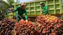 Kebun Kelapa Sawit (Ist)