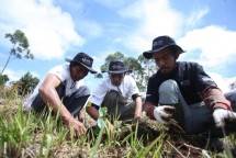 BRI peduli tanam pohon di sekitar Danau Toba