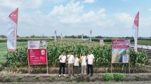 PT East West Seed Indonesia Luncurkan Benih Jagung Manis Berkualitas NB SUPER F1 Cap Panah Merah