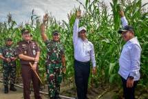 Mentan Amran Sulaiman di Perkebunan Jagung