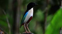 Indahnya Wisata Melihat Burung-burung Langka dari Dekat di Morotai
