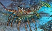 Dahsyat, Lombok Timur Bangun Sentra Industri Budidaya Lobster Nasional