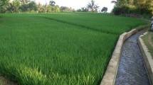 Mempertahankan Kenaikan Produksi Pertanian di Tengah Perubahan Iklim