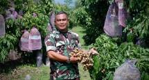 Cerita Serda Mugiyanto Bersama Atik Chandra Fokus Dorong Penanaman Buah Organik