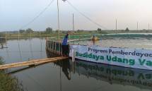 Dompet Dhuafa Banten Kembangkan Budidaya Udang Vaname, Raup Cuan Puluhan Juta Majukan Petambak Tradisional