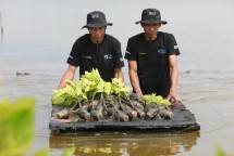 Upaya Nyata Menyelamatkan Lahan Kritis Akibat Abrasi, BRI Salurkan Ribuan Bibit Mangrove Kelompok Tani di Muaragembong