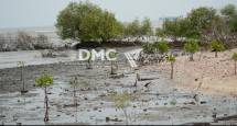 DMC Dompet Dhuafa Gandeng Komunitas Lokal Exotic Tanam Ribuan Mangrove, Cegah Dampak Terparah Abrasi Bagi Warga Pulau Mangare