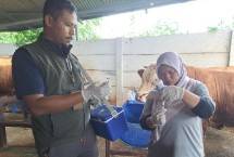 Kasus PMK di berbagai Wilayah Melandai, Pemerintah Terus Genjot Vaksinasi PMK