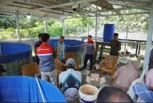 Budidaya ikan menggunakan kolam terpal