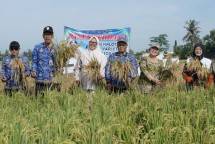 GA & Comrel Manager SBI Pabrik Cilacap, Dewi Hestyani (kanan) bersama Kepala Bappeda Kabupaten Cilacap, Sujito (kedua kiri) usai panen perdana padi varietas biosalin 2 di Desa Ujungmanik, Kecamatan Kawunganten, Kabupaten Cilacap, Jawa Tengah, pada Kamis (17/4/2025).