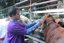 Pengecekan kesehatan hewan kurban sebelum penyerahan