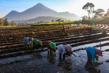 Petani penerima KUR menanam Padi di are Persawahan