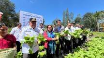 Panen Raya hasil program Youth-Led Agri-Food (YLAF) dari Plan Indonesia dan Citi Foundation di Kota Soe, Kabupaten Timor Tengah Selatan, Nusa Tenggara Timur (NTT).