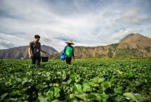 Petani yang mendapatkan pembiayaan BRI