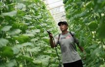 Greenhouse Melon Langensari: Bukti Nyata Zakat Membawa Perubahan