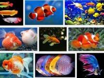 Ikan Hias Indonesia (Ist) 