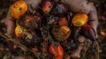 Inilah Perubahan Penerapan Skema Subsidi Biodiesel Oleh BPDP