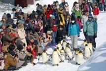 Liburan Musim Dingin di Jepang, Jangan Lewatkan Menonton Penguin Berjalan