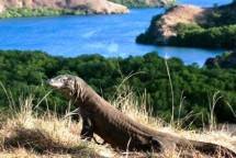 Hari Ketiga, Delegasi Sherpa G20 Diajak Tengok Komodo