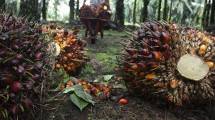 Permentan Melindungi Pekebun dan Perusahaan Kelapa Sawit Masih Relavan Diterapkan