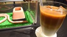Tokyo Snake Center Kafe Ular di Harajuku, Jepang (Foto:matcha-jp.com)
