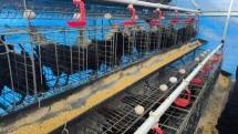 peternakan ayam arab petelur yang berada di Pondok Pesantren Miftahul Jannah, Parung, Bogor, salah satu program pemberdayaan ekonomi berbasis peternakan dari Dompet Dhuafa.